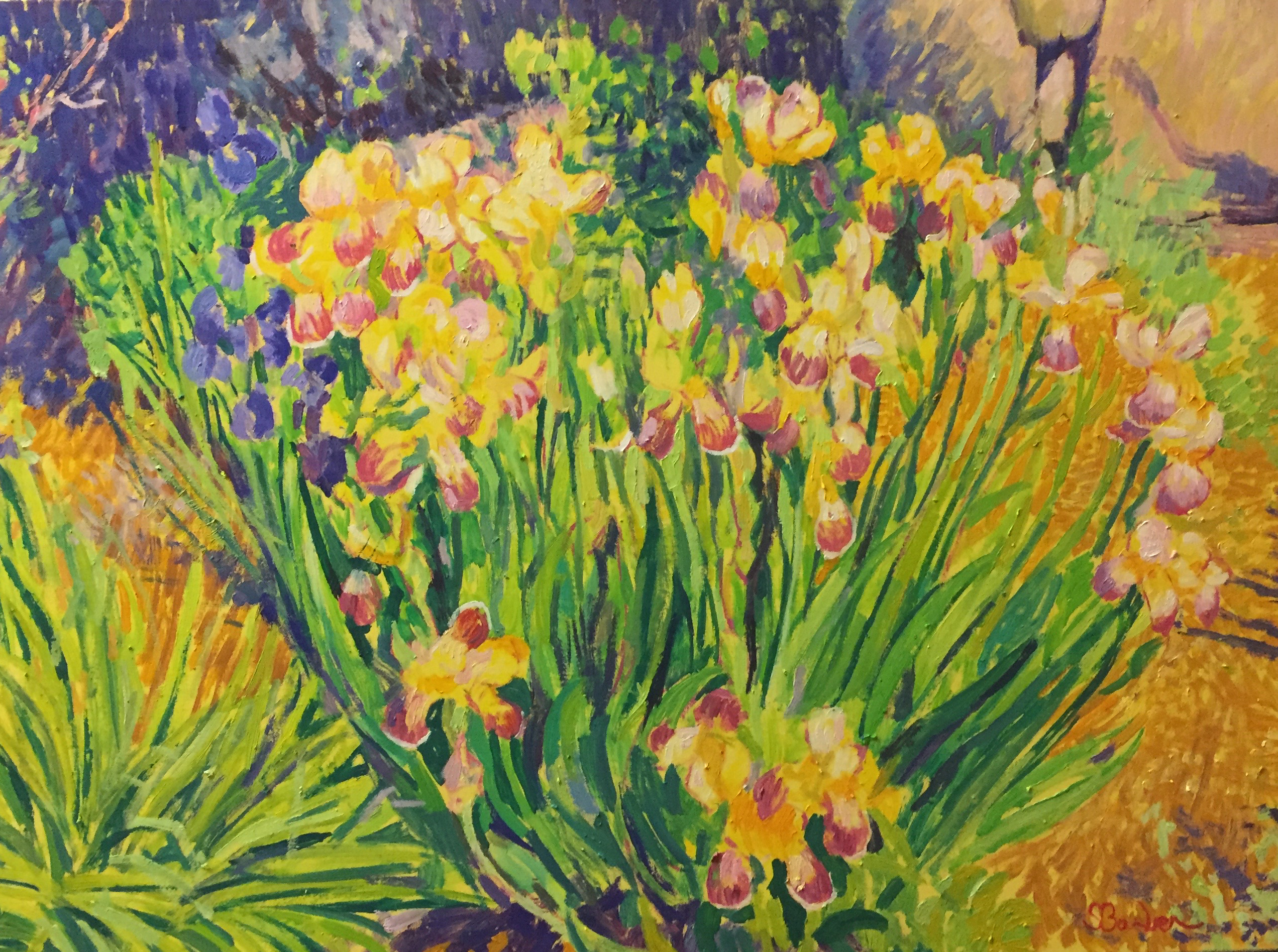 Multicolored Iris   |  30 x 40  |   Oil on canvas